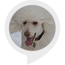 Poodle Fun Bot for Amazon Alexa