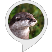 Otter Facts Bot for Amazon Alexa