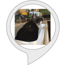 Cat Locator Bot for Amazon Alexa