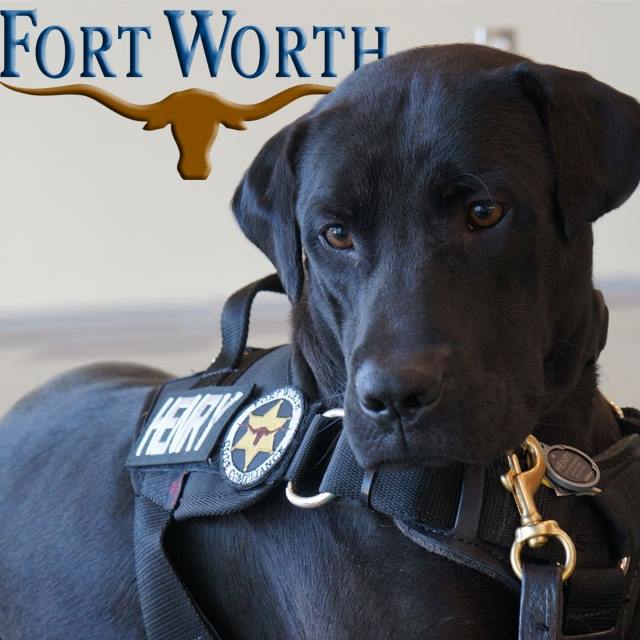 Fort Worth Animal Care & Control Bot for Facebook Messenger