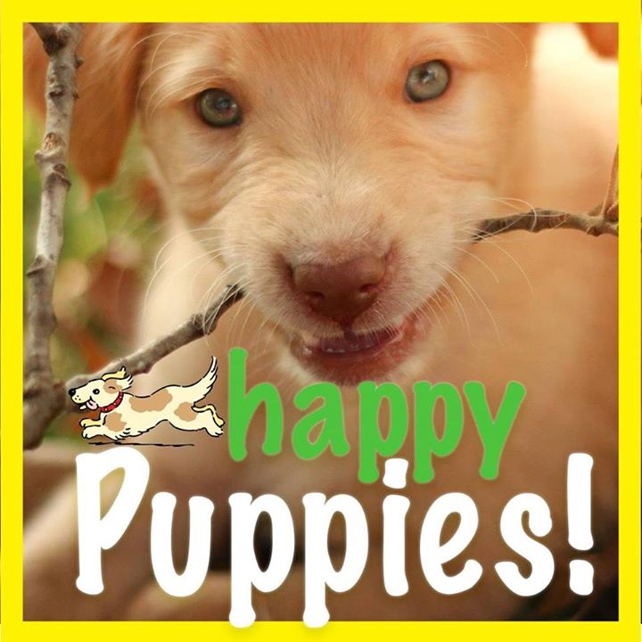 Happy Puppies Bot for Facebook Messenger