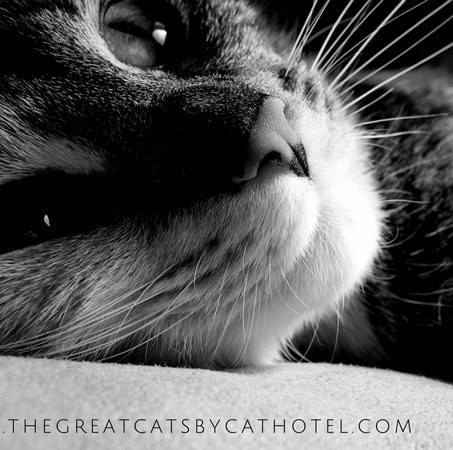 The Great Catsby - Luxury Cat Hotel Bot for Facebook Messenger