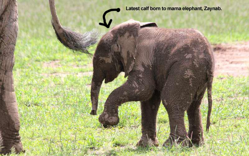 Andi's 'Help the African Elephant' cause Bot for Facebook Messenger