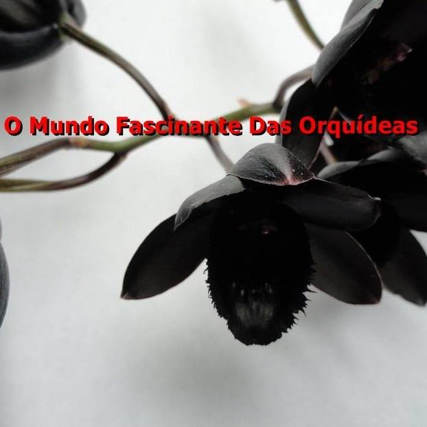 O Mundo Fascinante das Orquídeas Bot for Facebook Messenger