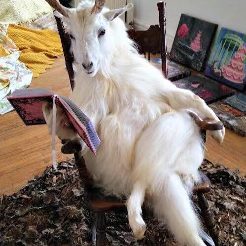 The Pushy Goat