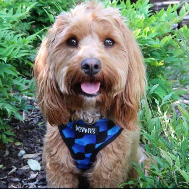 banksia park puppies cavoodles