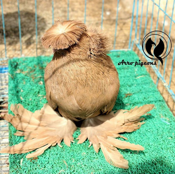 Arro Pets World
