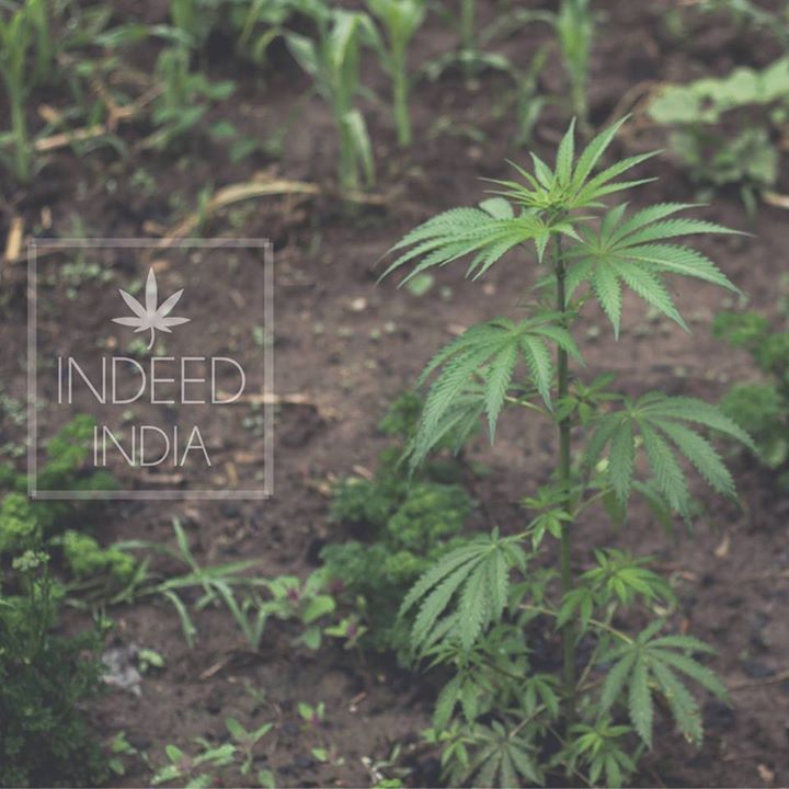 Weed Indeed - India Bot for Facebook Messenger
