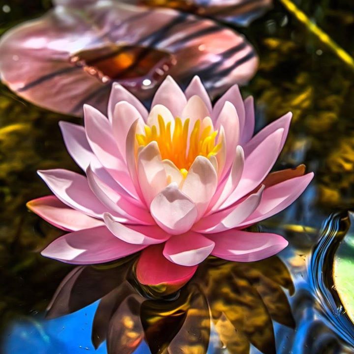 Gedung Tips Semaian Aquatic Holland Florist Bot for Facebook Messenger