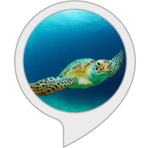 Fun Turtle Facts Bot for Amazon Alexa