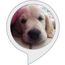 Dog Food Bot for Amazon Alexa