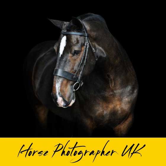 Horse and Dog Photographer UK Bot for Facebook Messenger