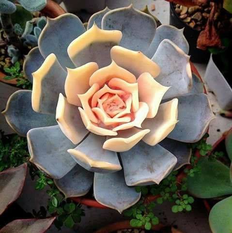 Puffy Rosette