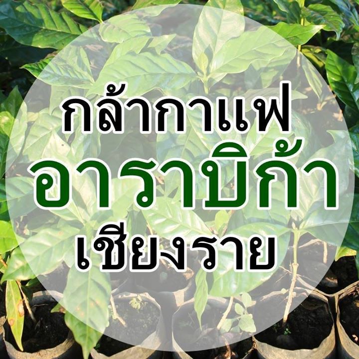 กล้ากาแฟอาราบิก้า เชียงราย