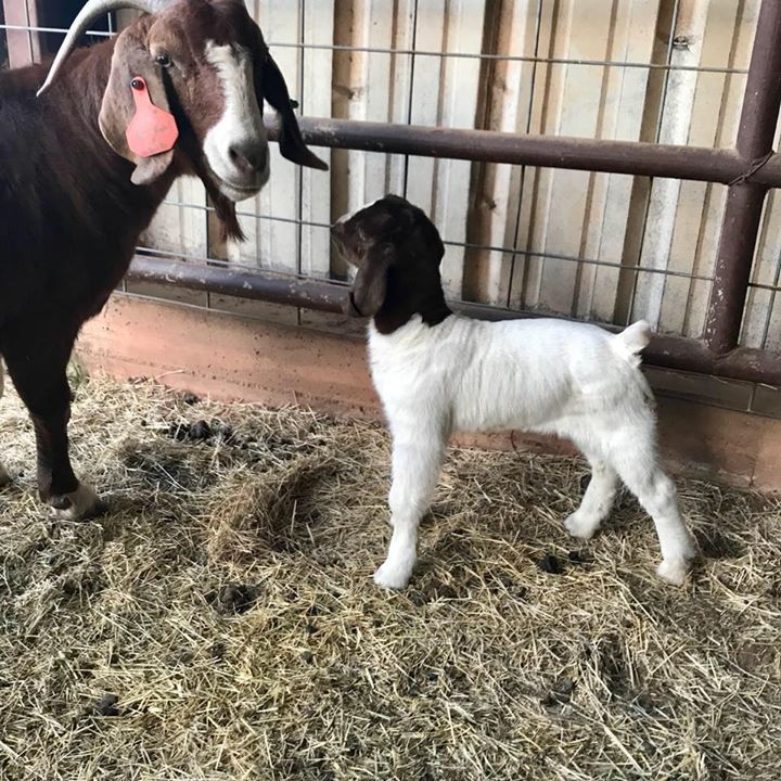 Scheppke Show Goats
