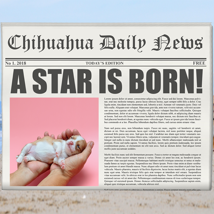 Chihuahua Daily News Bot for Facebook Messenger