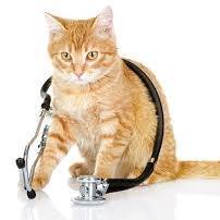 Klinik Veterinar Chinta Qaseh