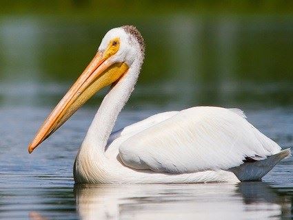 Pelican Carwash, Inc.