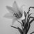Wendt's Photography