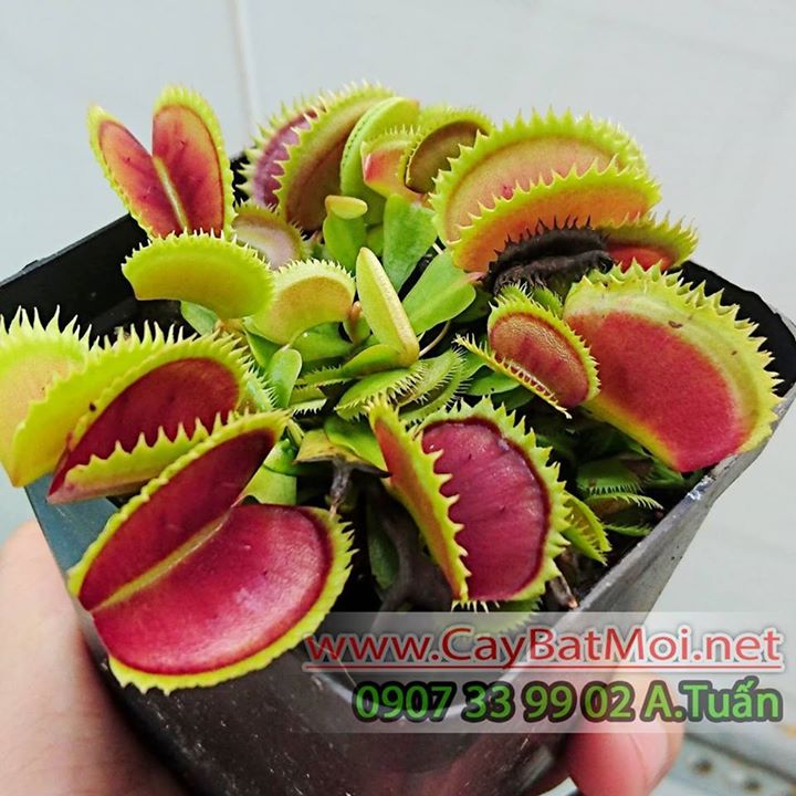 Vườn Cây Bắt Mồi