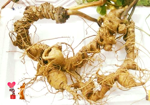 Thảo dược Bắc