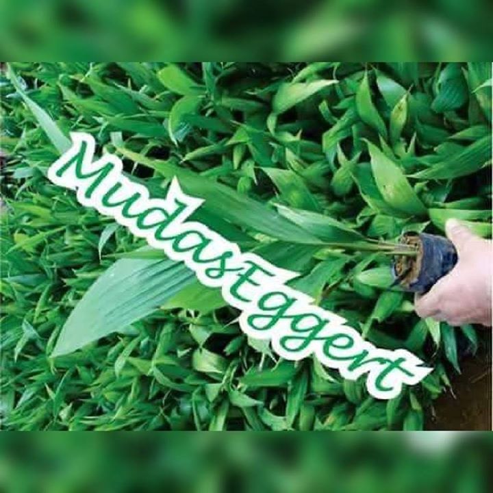 Mudas Eggert