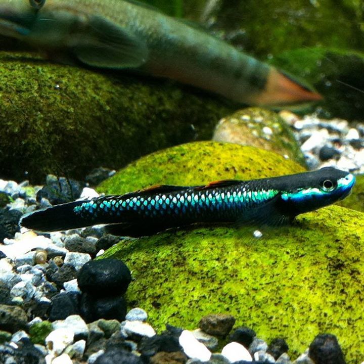 AMP Aquatic Plant