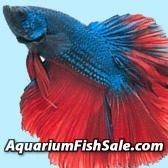 aquariumfishsale.com Bot for Facebook Messenger