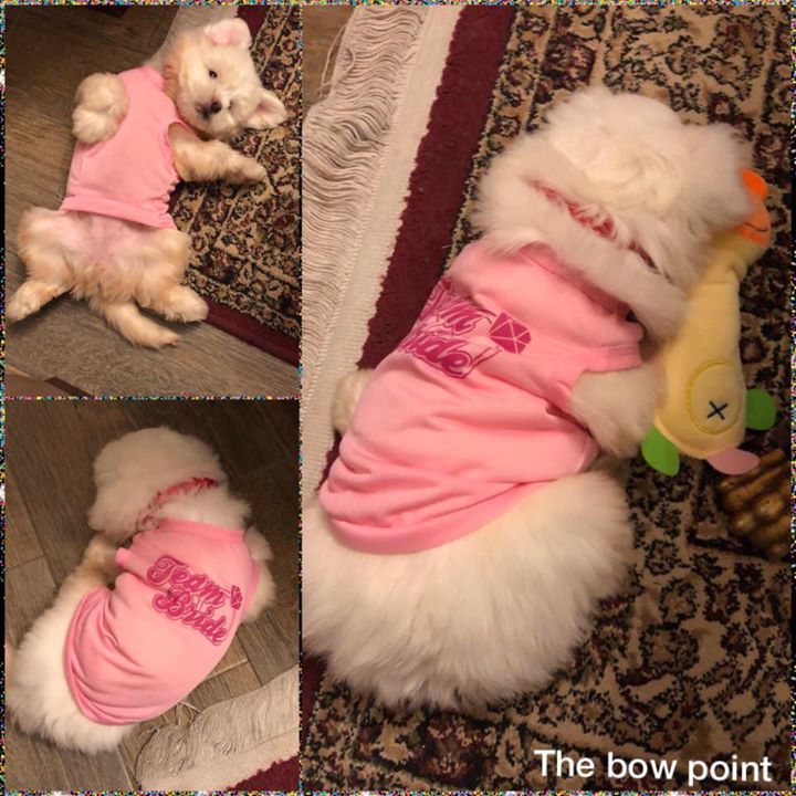 The Bow point ~ (Pet accessories) Bot for Facebook Messenger