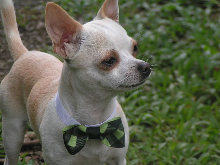 Peet (Chihuahua) Bot for Facebook Messenger