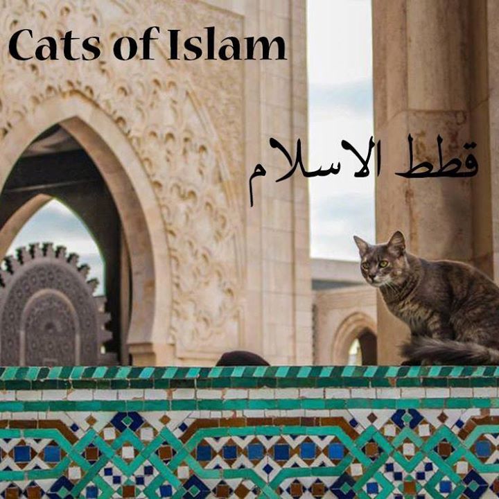 Cats Of Islam-  قطط الاسلام Bot for Facebook Messenger
